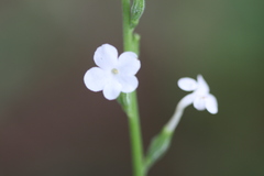 Priva cordifolia